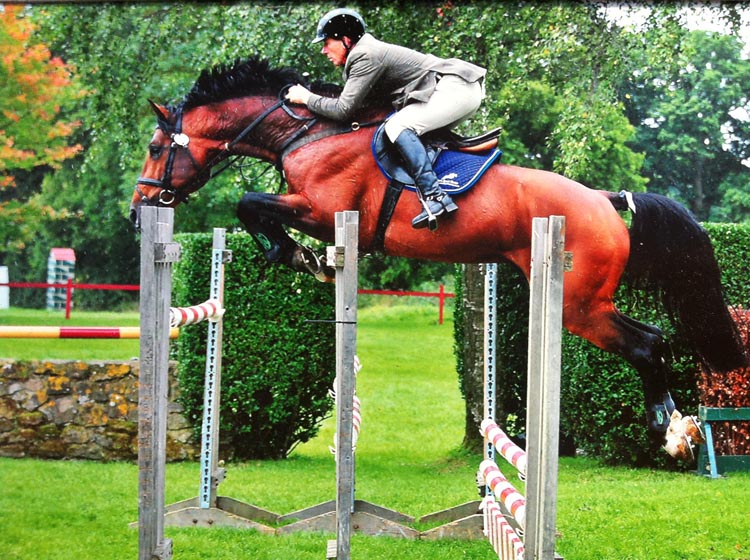 Outcast Showjumping Stallion